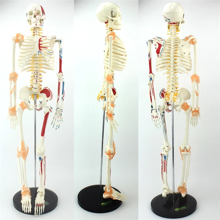 【HOT】Medical Education High Qu - Medical Lab Upgrade のレビューと価格