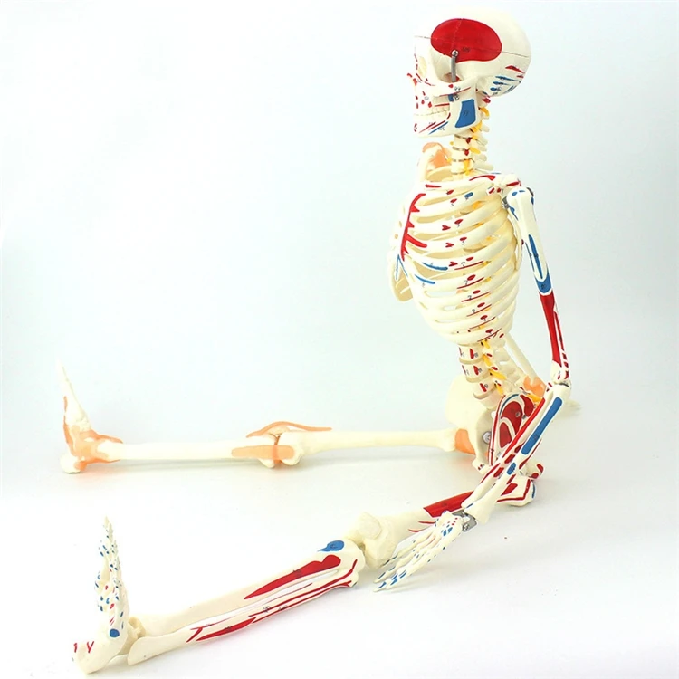 【HOT】Medical Education High Qu - Medical Lab Upgrade のレビューと価格