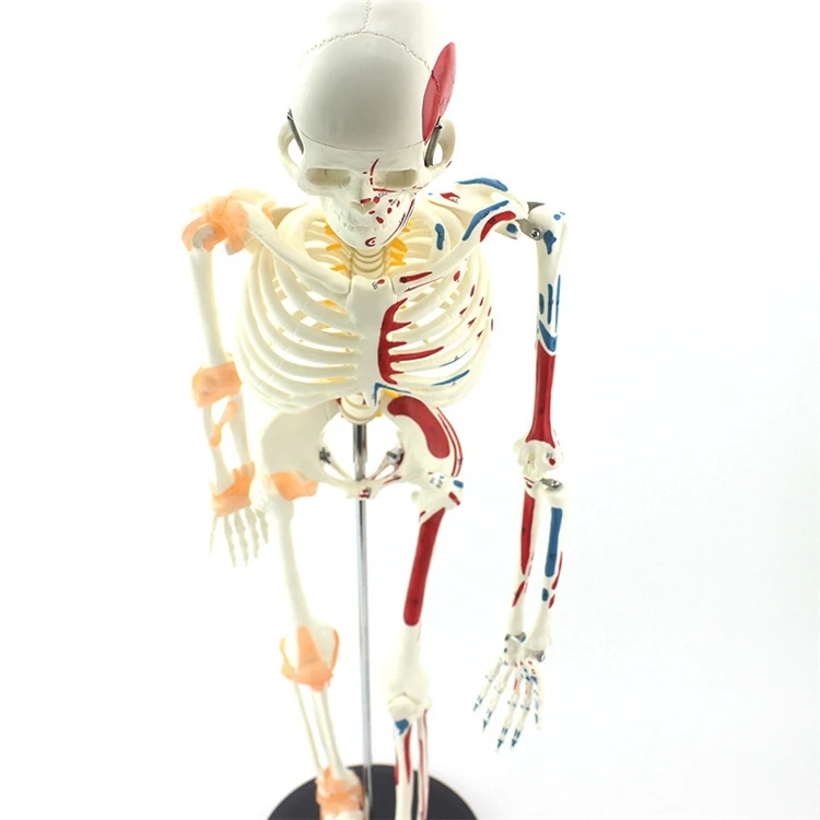 【HOT】Medical Education High Qu - Medical Lab Upgrade のレビューと価格