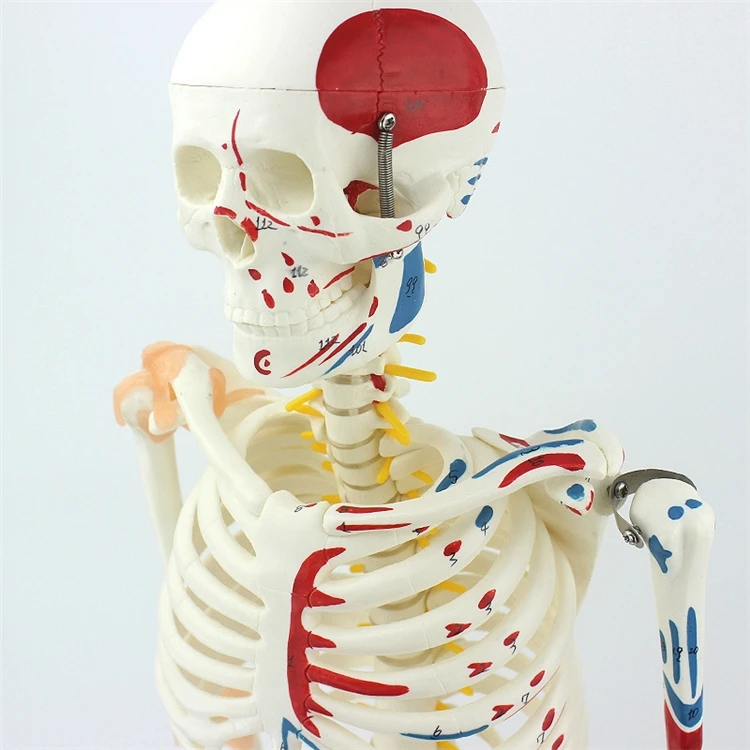 【HOT】Medical Education High Qu - Medical Lab Upgrade のレビューと価格